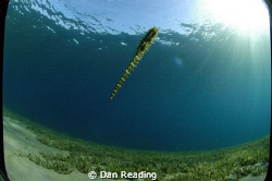 found this seahorse swimming along in the red sea, I'm no... by Dan Reading 
